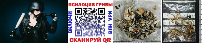 Купить закладки  Высоковск  Галлюциногенные грибы мицелий 